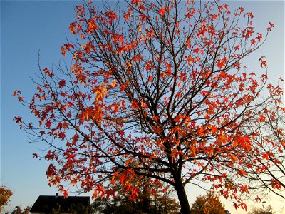 Amerikanischer Amberbaum (Liquidambar styraciflua) im Gartenschaupark Hockenheim