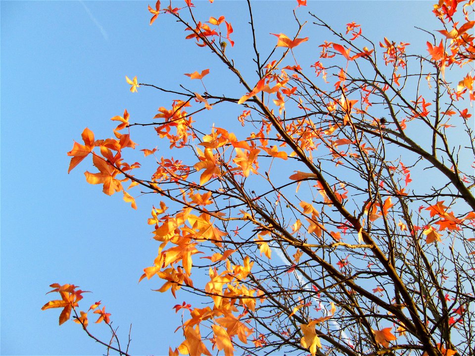 Amerikanischer Amberbaum (Liquidambar styraciflua) im Gartenschaupark Hockenheim