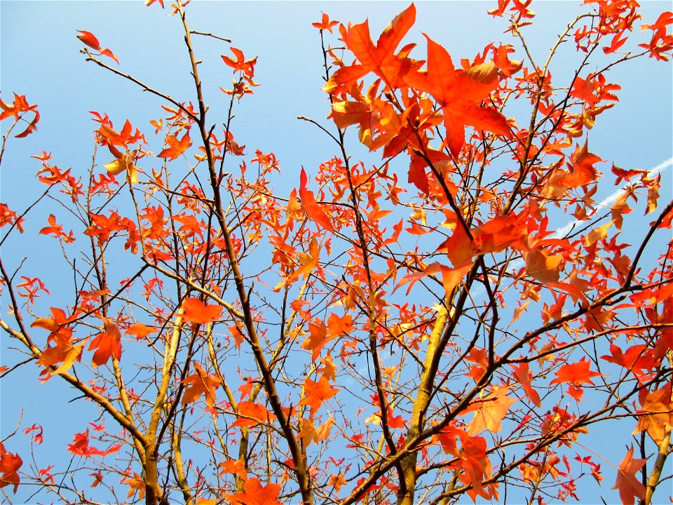 Amerikanischer Amberbaum (Liquidambar styraciflua) im Gartenschaupark Hockenheim
