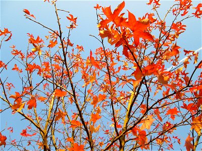 Amerikanischer Amberbaum (Liquidambar styraciflua) im Gartenschaupark Hockenheim