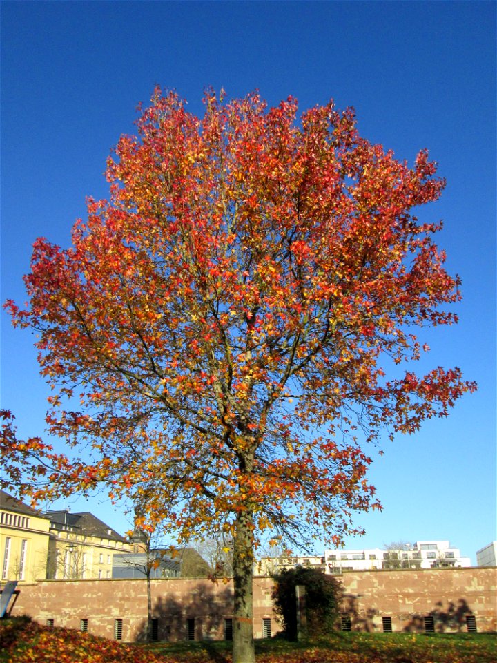 Amberbaum (Liquidambar styraciflua) am Staatstheater in Saarbrücken