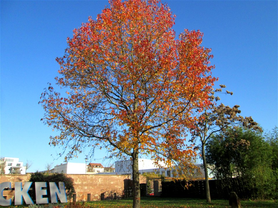 Amberbaum (Liquidambar styraciflua) am Staatstheater in Saarbrücken