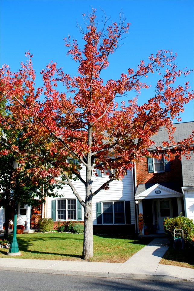 American Sweet Gum (Liquidambar styraciflua) in housing area at the United States Military Academy, West Point, NY