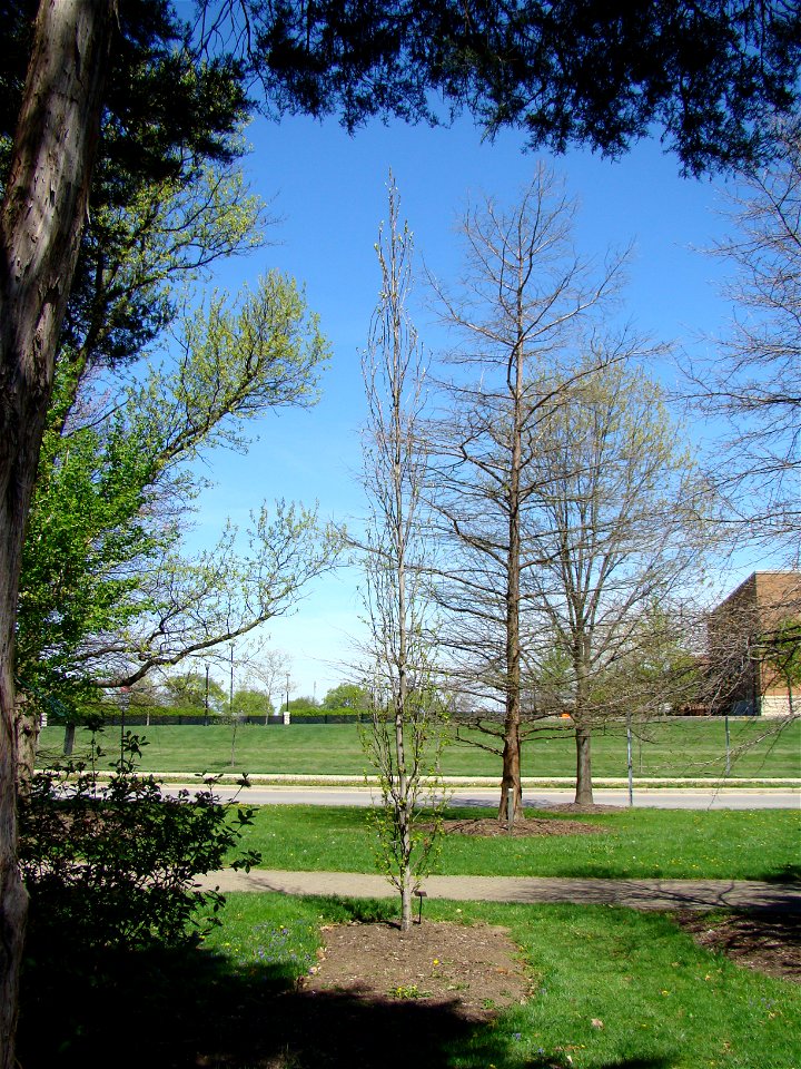 Chadwick Arboretum and Learning Gardens                              
The Ohio State University

Columbus, Ohio