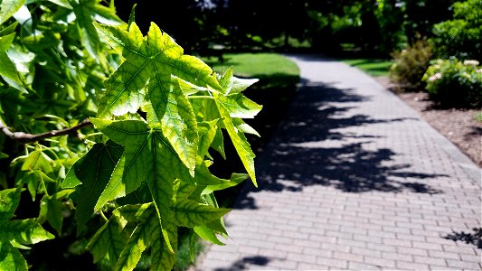 Chadwick Arboretum and Learning Gardens

Columbus, Ohio