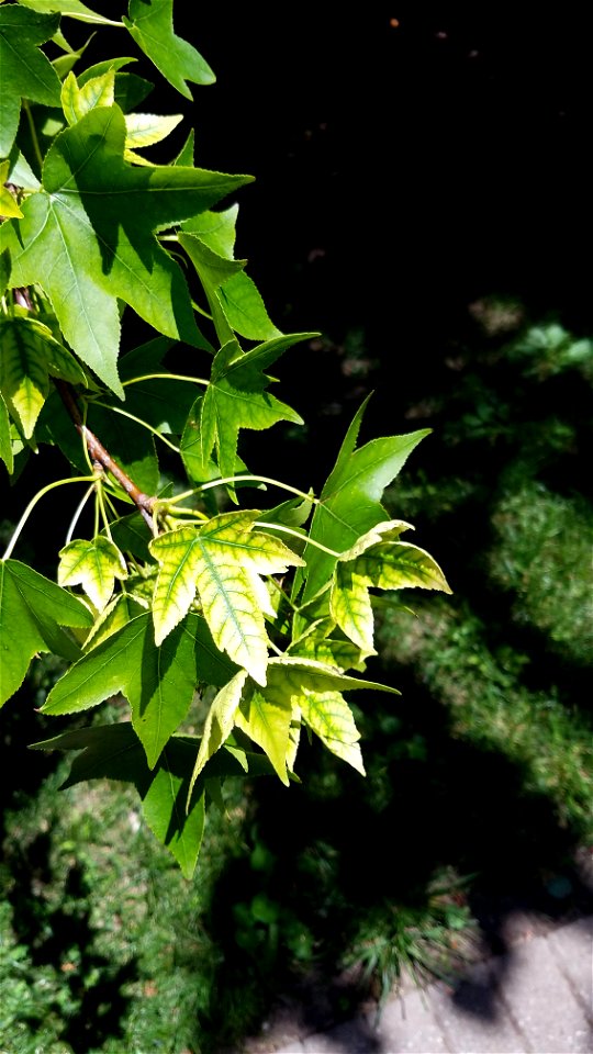 Chadwick Arboretum and Learning Gardens

Columbus, Ohio