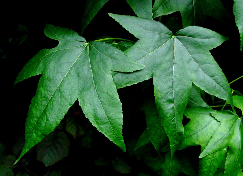 Leaves of Sweet gum (Liquidambar styraciflua).