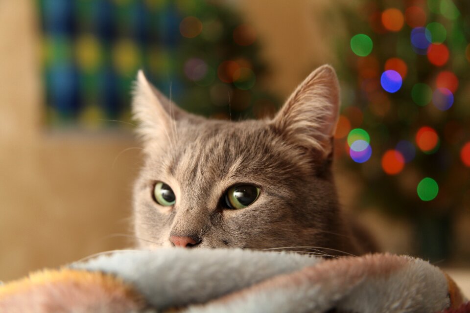 Cat gray cat mustache