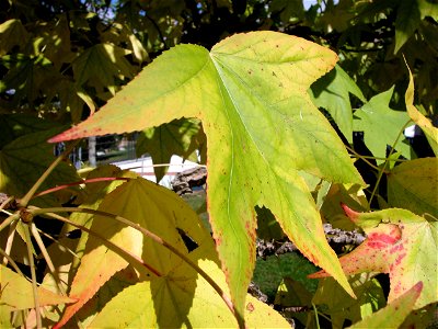 Leaf of Liquidambar styraciflua in autumn