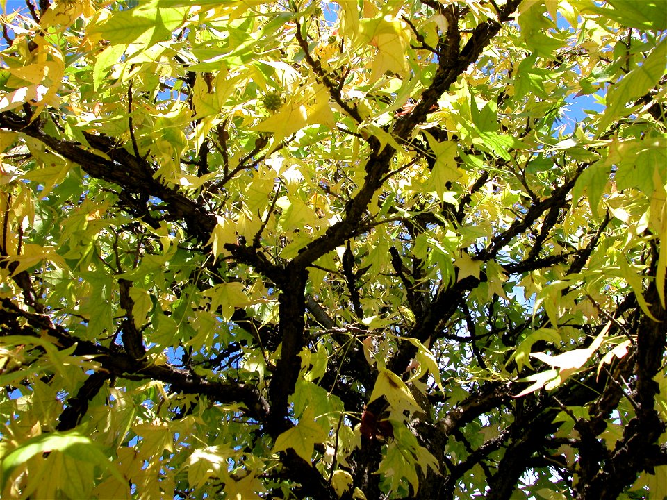 Liquidambar styraciflua tree in early autumn