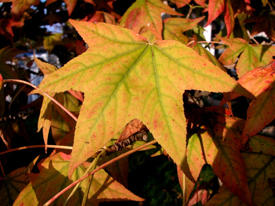 Liquidambar in autumn