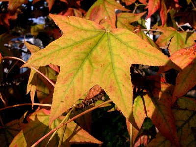 Liquidambar in autumn