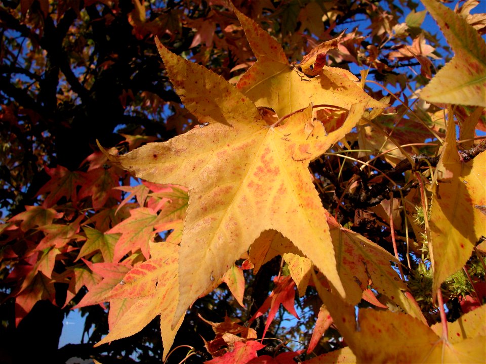 Liquidambar's leaf in autumn
