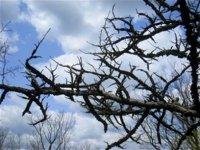 Liquidambar styraciflua, Arnold Arboretum, Jamaica Plain, Boston, Massachusetts, USA.