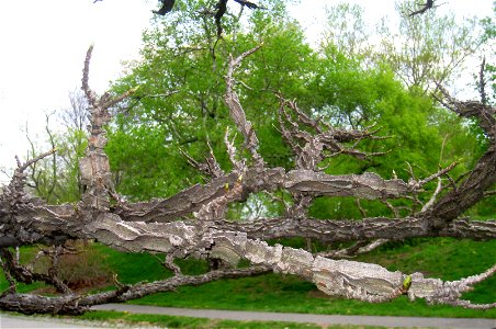 Liquidambar styraciflua, Arnold Arboretum, Jamaica Plain, Boston, Massachusetts, USA.