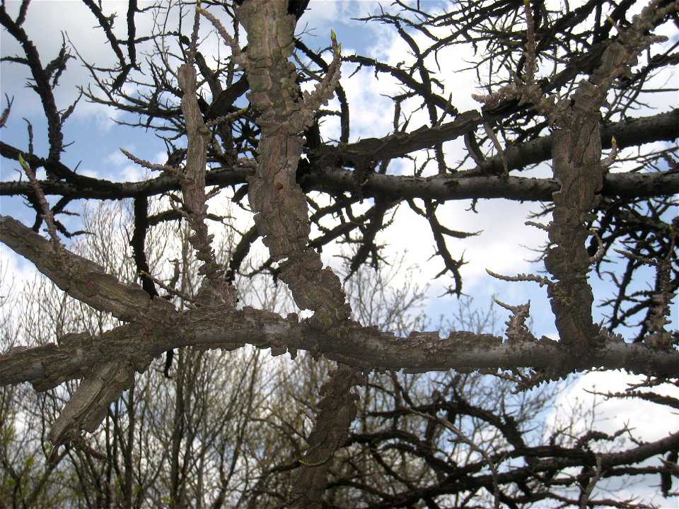 Liquidambar styraciflua, Arnold Arboretum, Jamaica Plain, Boston, Massachusetts, USA.