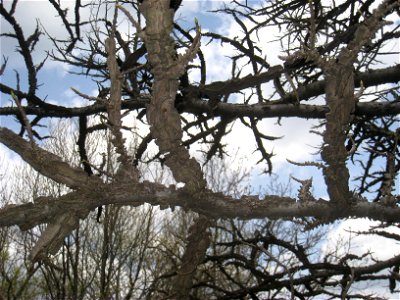Liquidambar styraciflua, Arnold Arboretum, Jamaica Plain, Boston, Massachusetts, USA.