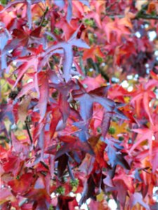 Leaves of Liquidambar styraciflua in the park of the castle of Rentilly (Seine-et-Marne, France).