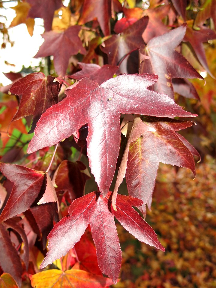 Leaves of Liquidambar styraciflua in the park of the castle of Rentilly (Seine-et-Marne, France).