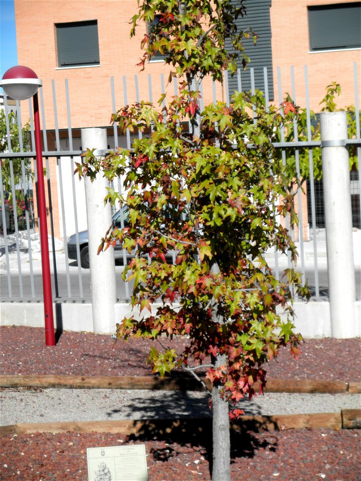 Liquidambar styraciflua habit, Parque El Pilar de Ciudad Real, Spain