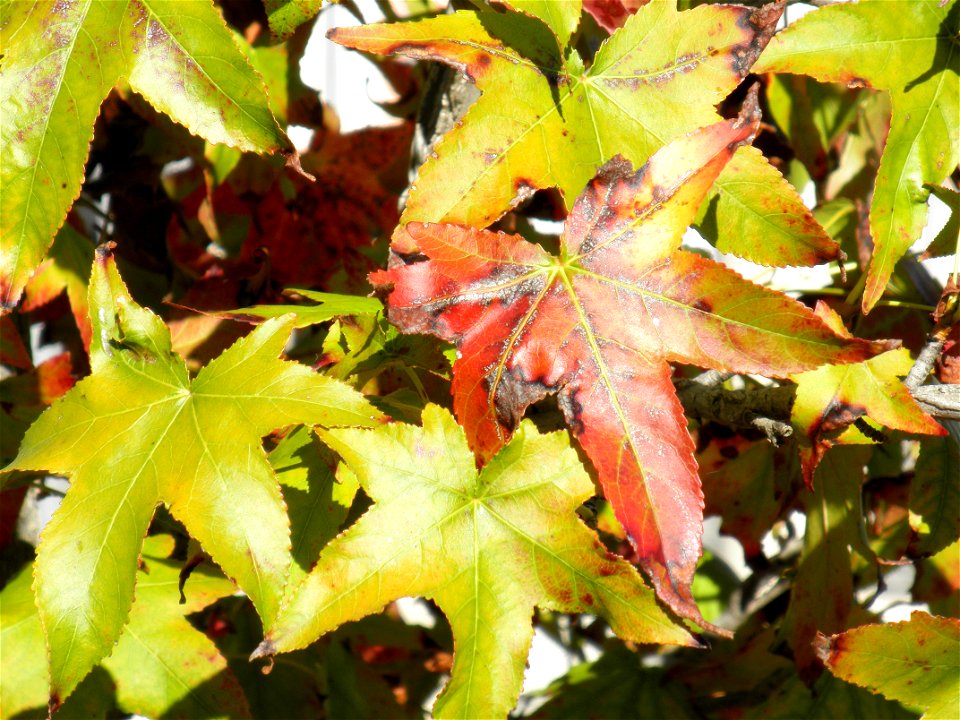 Liquidambar styraciflua leaves, Parque El Pilar de Ciudad Real, Spain
