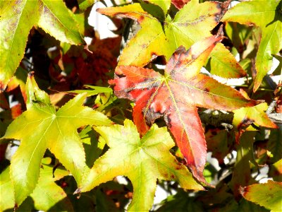 Liquidambar styraciflua leaves, Parque El Pilar de Ciudad Real, Spain