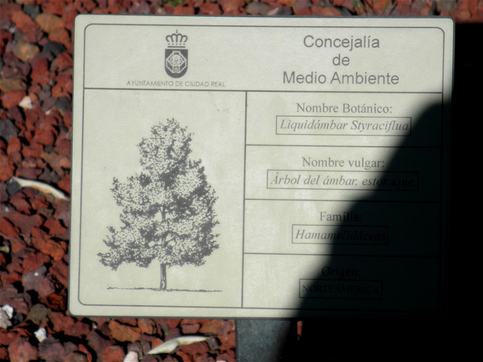 Liquidambar styraciflua info post, Parque El Pilar de Ciudad Real, Spain