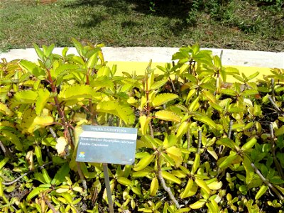 Botanical specimen in the Jardim Botânico de Brasília, Brasília, Brazil. photo