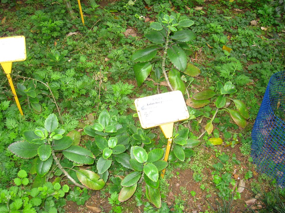 Kalanchoe pinnata. Plant specimen in the Hong Kong Zoological and Botanical Gardens, Hong Kong.