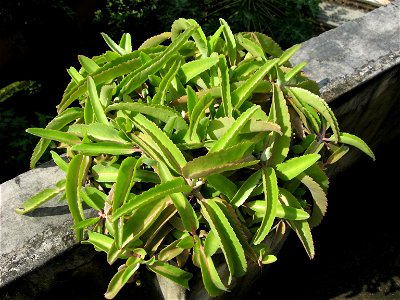 Kalanchoe pinnata, known in Bengali as Pathakurchi, photographed in Naihati, West Bengal, India.