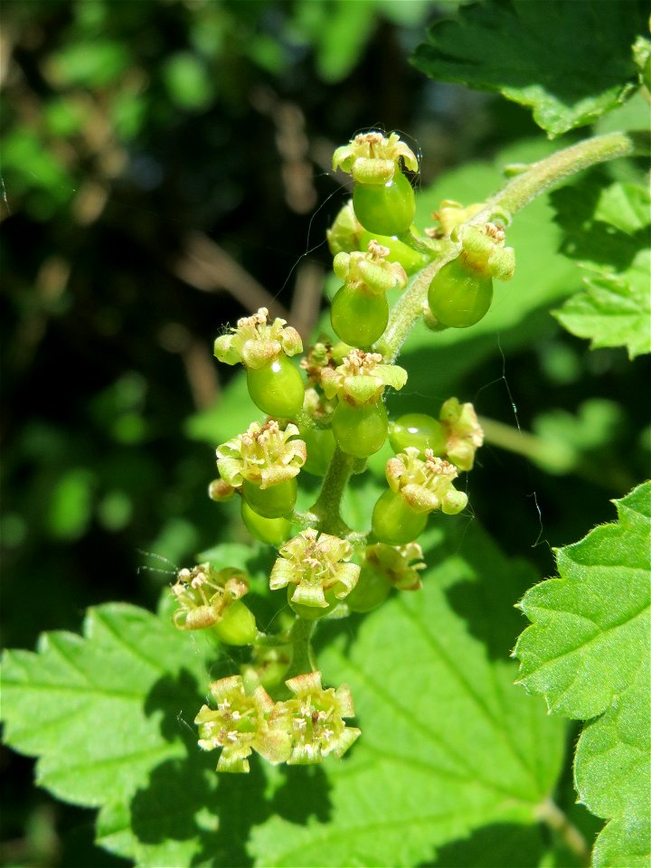 Rote Johannisbeere (Ribes rubrum) an der Habsterhöhe in Alt-Saarbrücken
