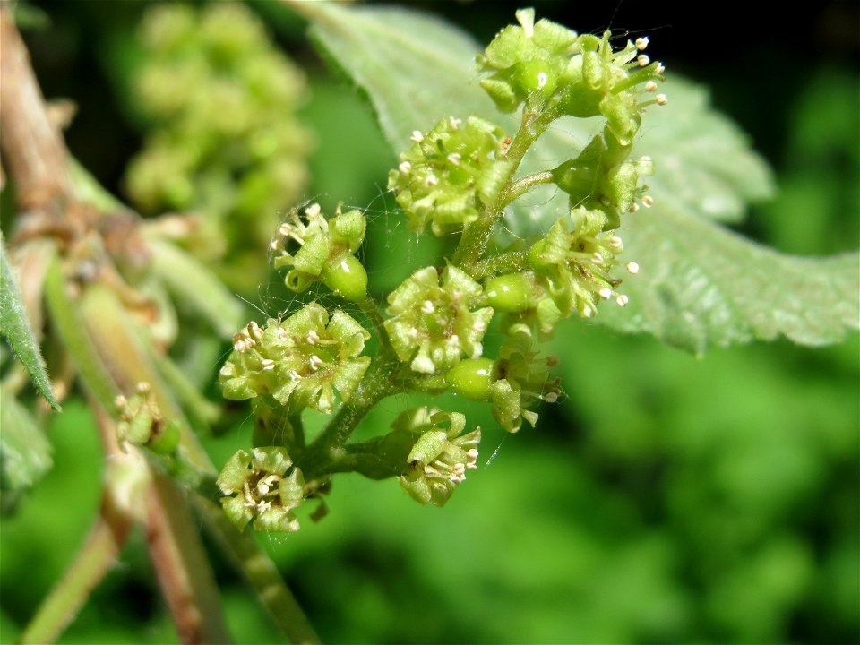 Rote Johannisbeere (Ribes rubrum) an der Habsterhöhe in Alt-Saarbrücken