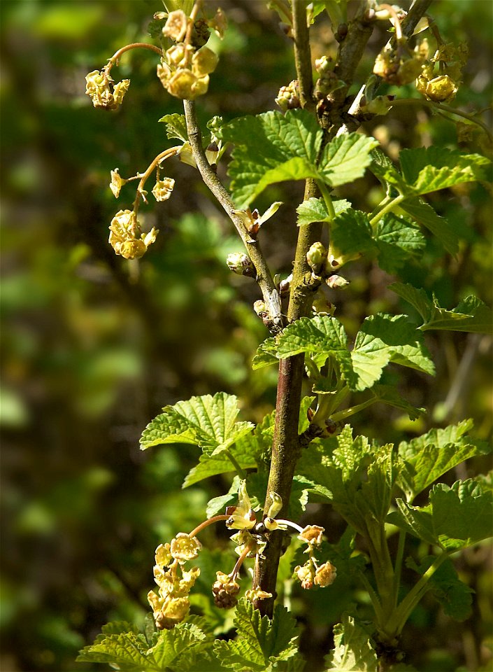 Redcurrant flowers