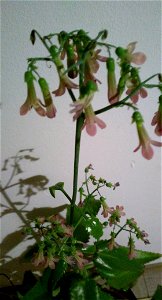 a byophyllum plant with flowers