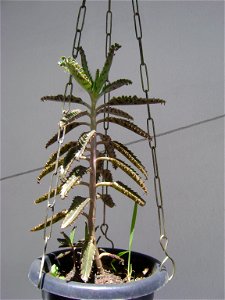 Kalanchoe daigremontiana