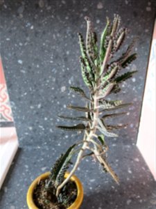 Kalanchoe daigremontiana.