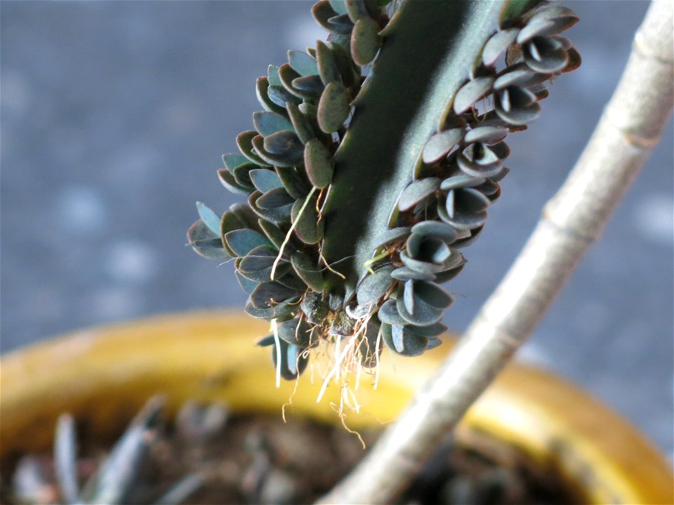 Kalanchoe daigremontiana.