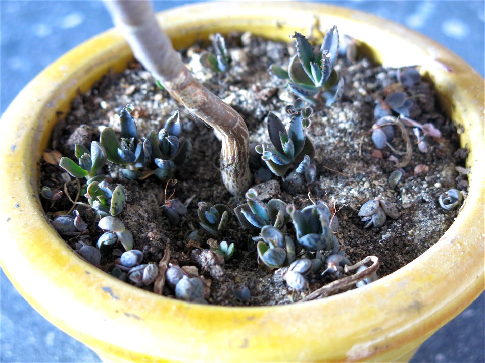 Kalanchoe daigremontiana.