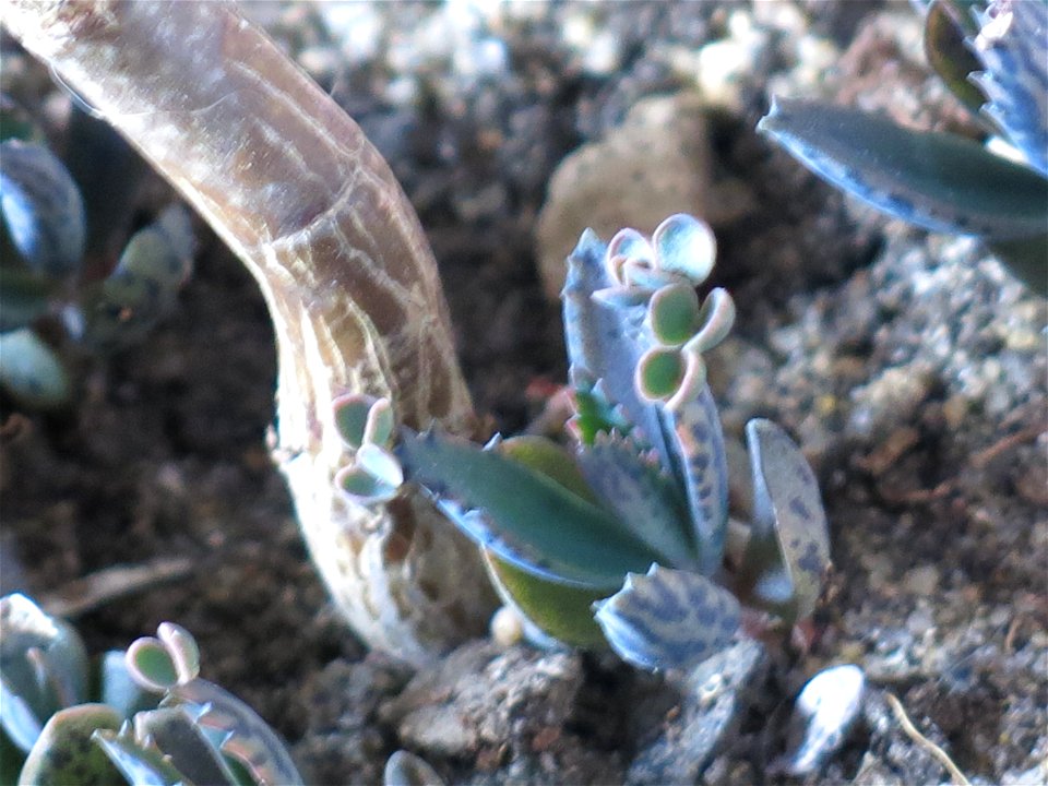 Kalanchoe daigremontiana.