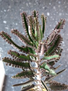 Kalanchoe daigremontiana.
