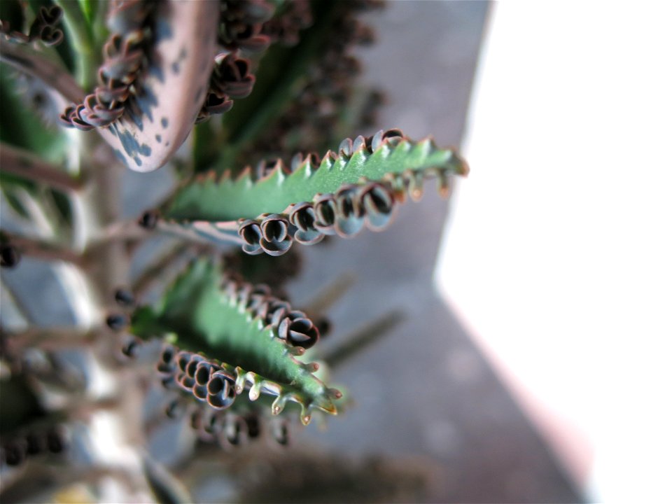 Kalanchoe daigremontiana.