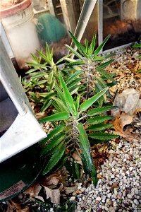 Several Devil's Backbone in a greenhouse. Kalanchoe daigremontiana is a very easy plant to grow, because it will grow just about everywhere with very little care or attention.