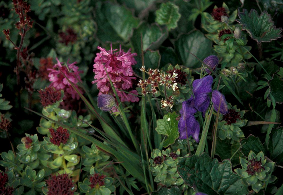 Image title: Aconitum delphinifolium and Rhodiola rosea syn. Sedum rosea from Public Domain Images