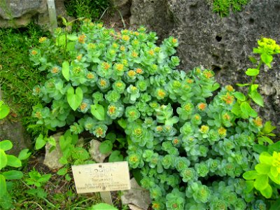 Rhodiola rosea specimen, in the Botanischer Garten, Berlin-Dahlem (Berlin Botanical Garden), Berlin, Germany.