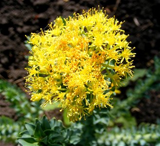 Соцветие родиолы розовой (Rhodiola rosea L.)