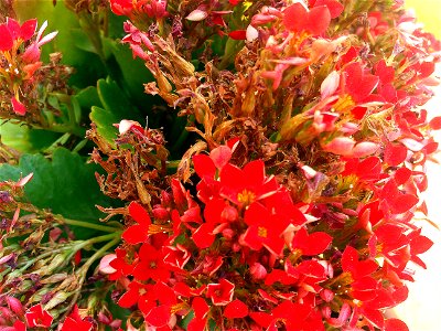Kalanchoe blossfeldiana flowers close up, Torrelamata, Torrevieja, Alicante, Spain