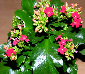 Raudonžiedė kalankė (Kalanchoe blossfeldiana)
Šeima. Storlapiniai (Crassulaceae)

Foto: Algirdas 2006 m. kovo 12 d. savo bute