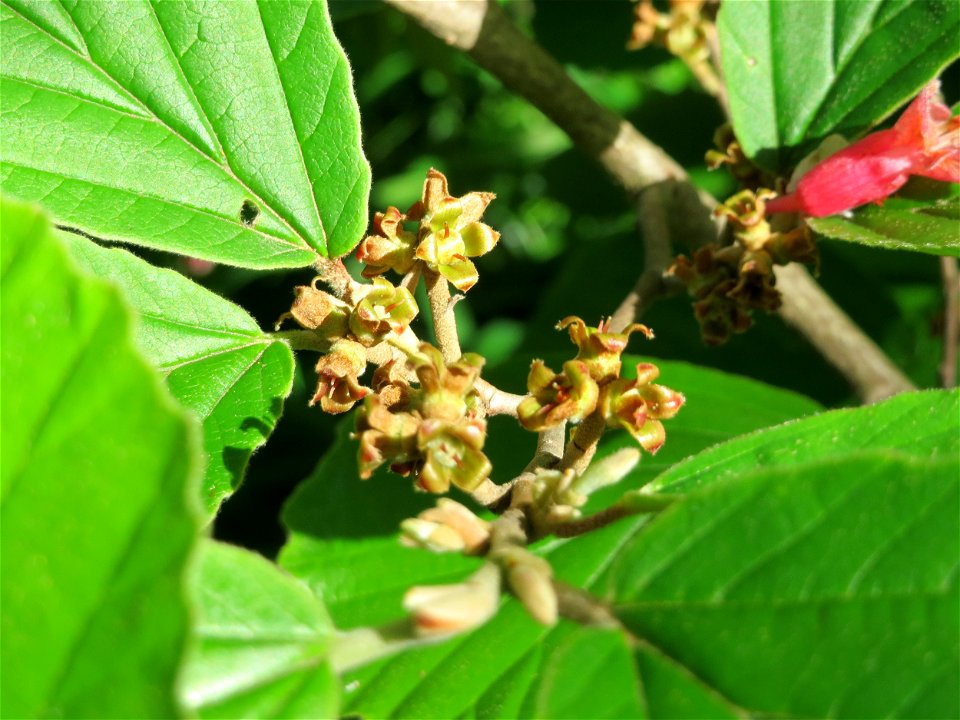 Virginische Zaubernuss (Hamamelis virginiana) an der Bismarckstraße in Saarbrücken