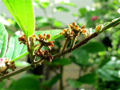Virginische Zaubernuss (Hamamelis virginiana) an der Bismarckstraße in Saarbrücken