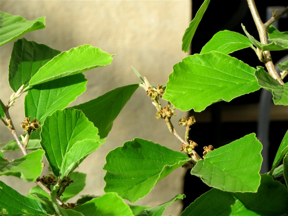 Virginische Zaubernuss (Hamamelis virginiana) an der Bismarckstraße in Saarbrücken